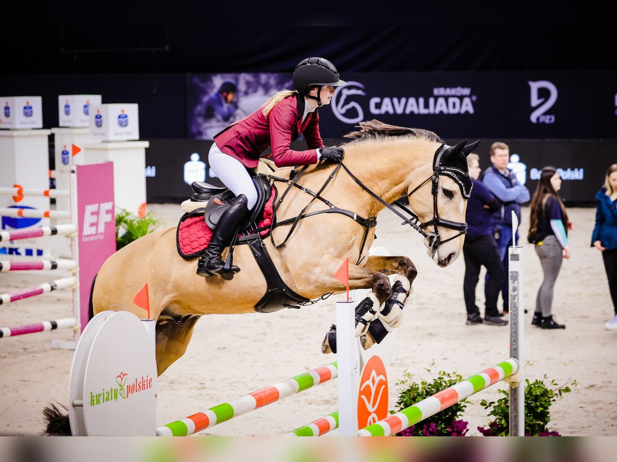 Lusitano Castrone 13 Anni 164 cm Falbo in Stary Kraszew