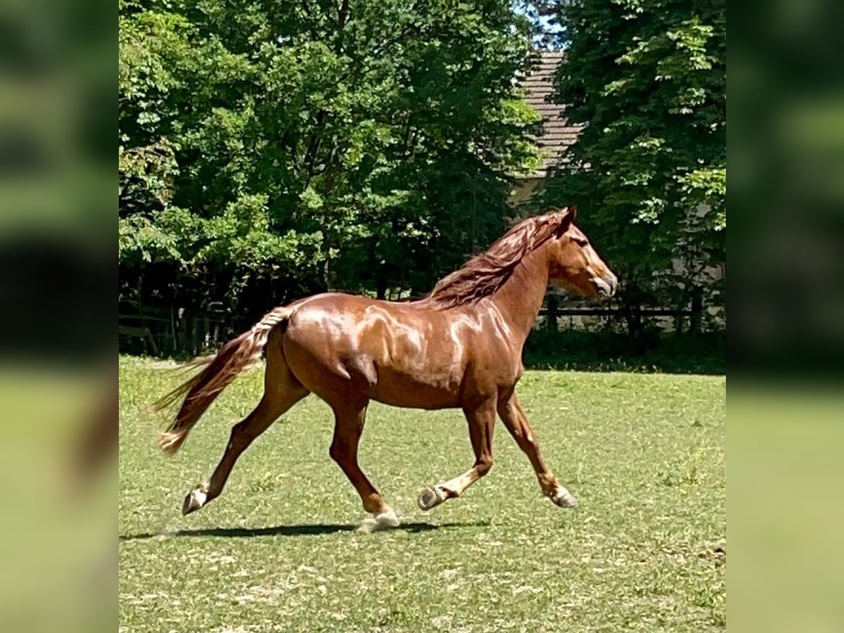 Lusitano Castrone 13 Anni 164 cm Sauro in Karlsruhe