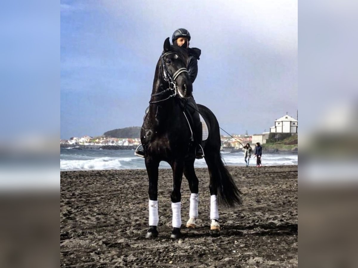 Lusitano Castrone 13 Anni 165 cm Morello in Talarrubias