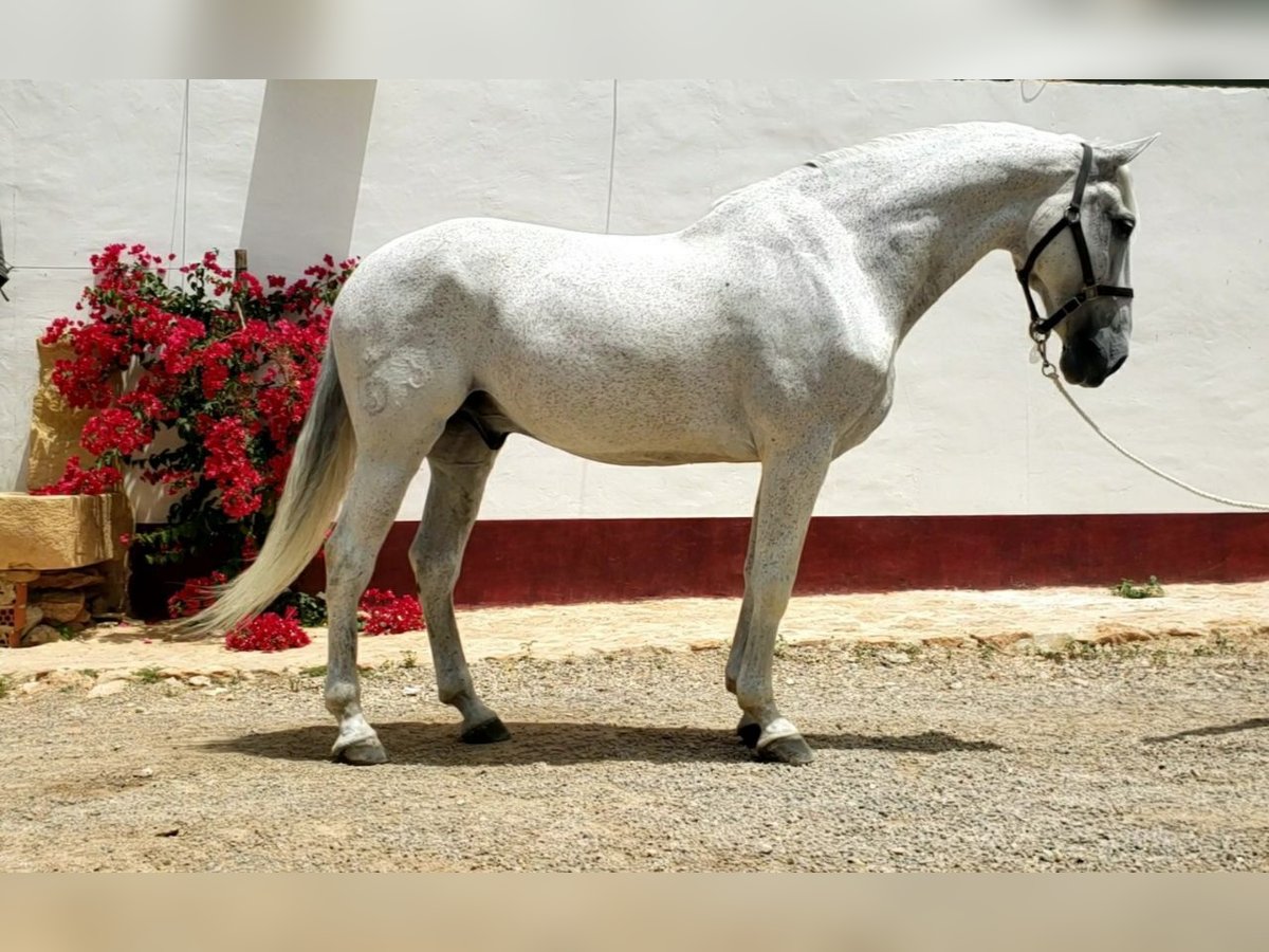 Lusitano Castrone 13 Anni 166 cm Grigio in Miranda