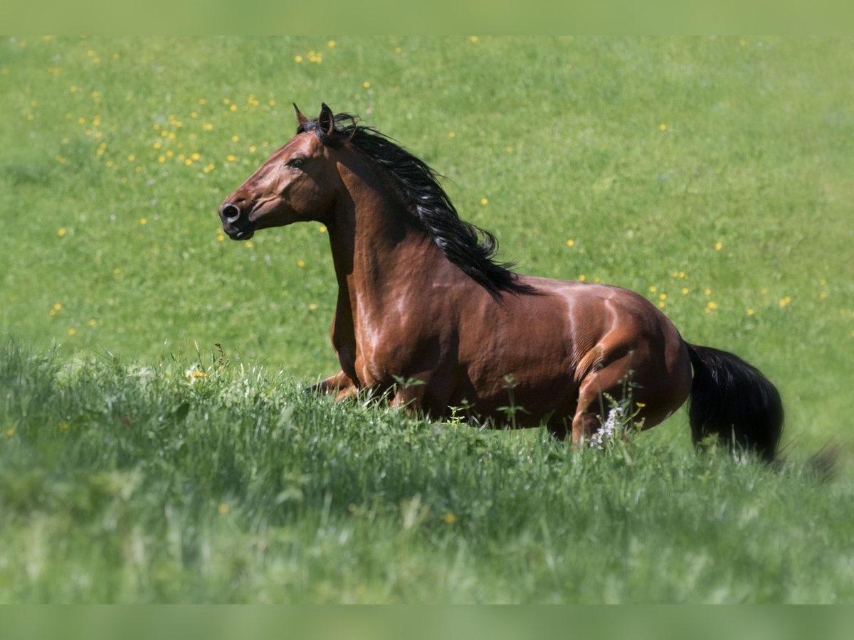 Lusitano Castrone 14 Anni 158 cm Baio in Goldingen