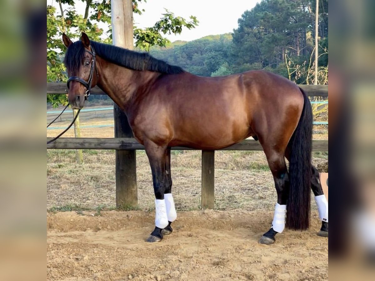 Lusitano Castrone 14 Anni 162 cm Baio ciliegia in Kapele