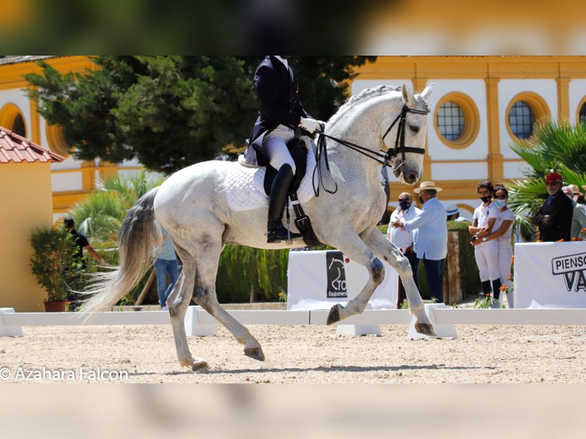 Lusitano Castrone 16 Anni 169 cm Grigio in NAVAS DEL MADRONO