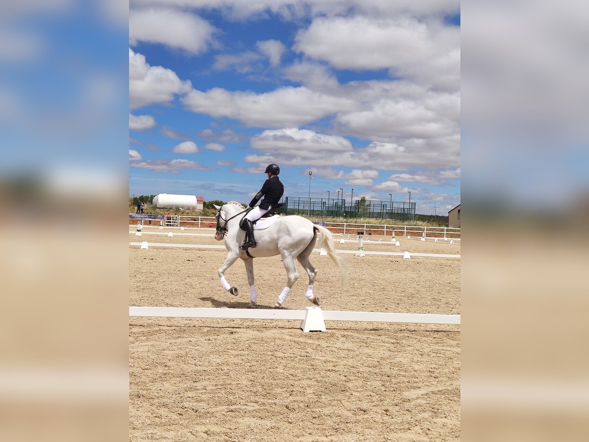 Lusitano Castrone 16 Anni 171 cm Bianco in La Cisterniga