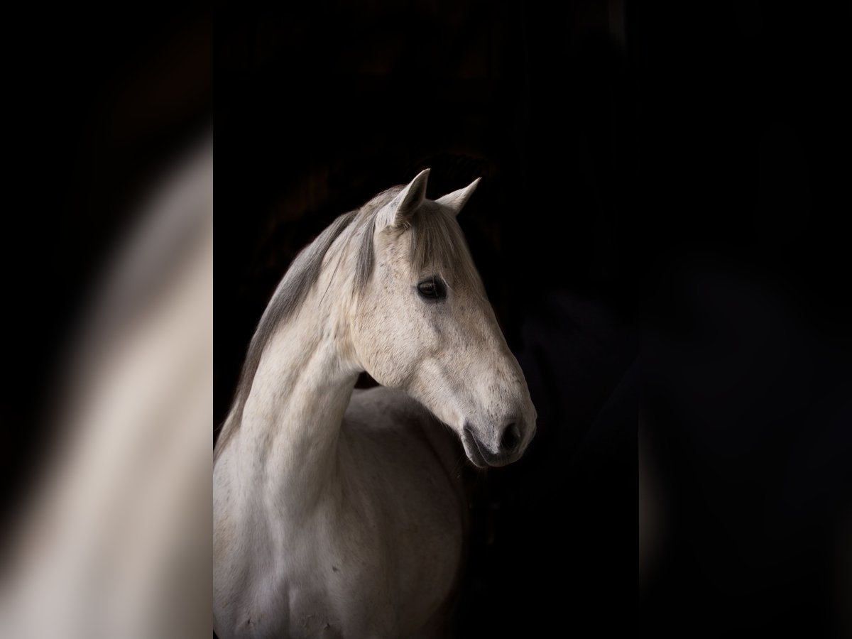 Lusitano Castrone 17 Anni 157 cm Grigio in Goldingen