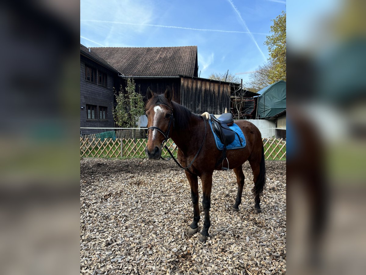 Lusitano Castrone 17 Anni 170 cm Baio in Tecknau