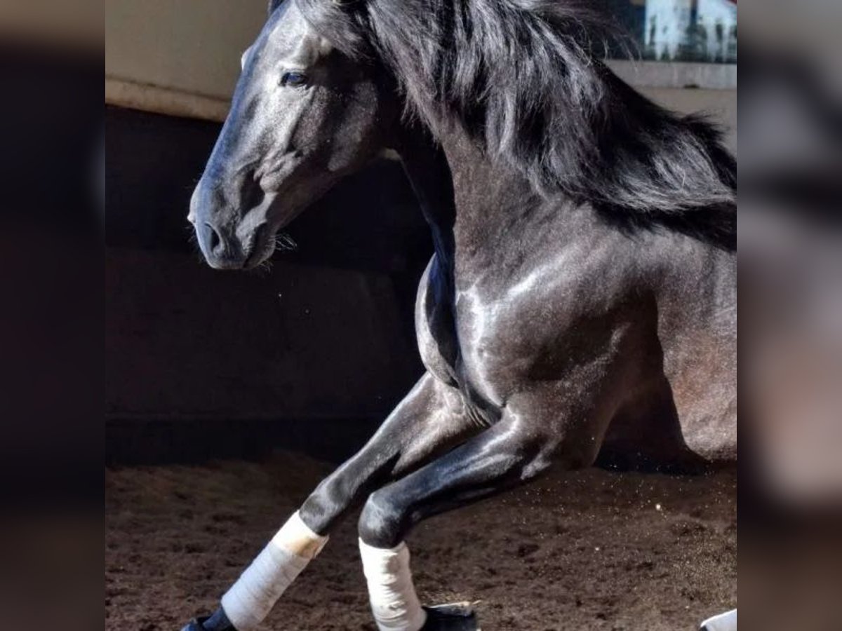 Lusitano Castrone 3 Anni 156 cm in Sabadell Lusitano Castrone 3 Anni 156 cm in Sabadell