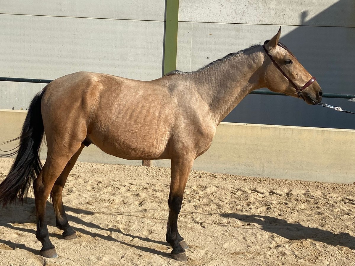 Lusitano Castrone 3 Anni 157 cm Pelle di daino in Martfeld