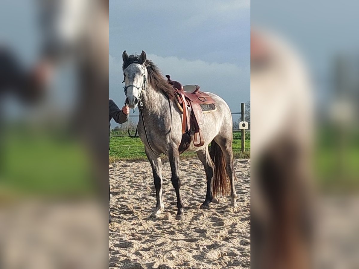 Lusitano Castrone 3 Anni 158 cm Grigio pezzato in Salzatal