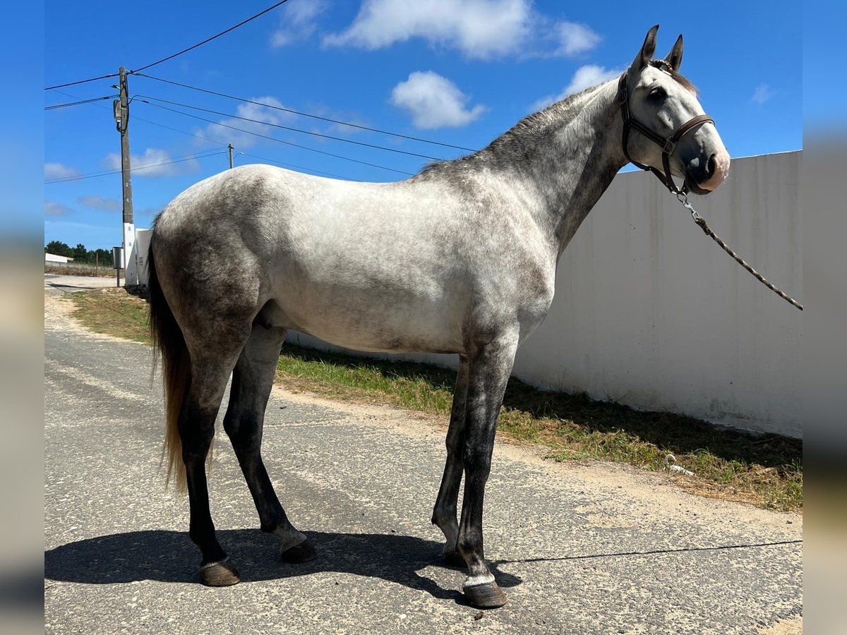 Lusitano Mix Castrone 3 Anni 162 cm Grigio in Rio Maior