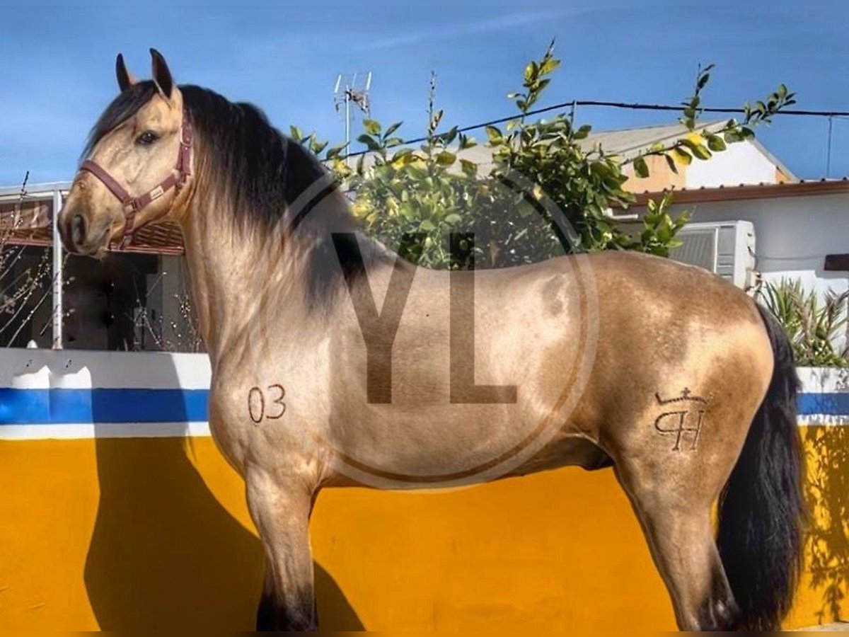 Lusitano Castrone 3 Anni 163 cm Baio chiaro in Collecchio