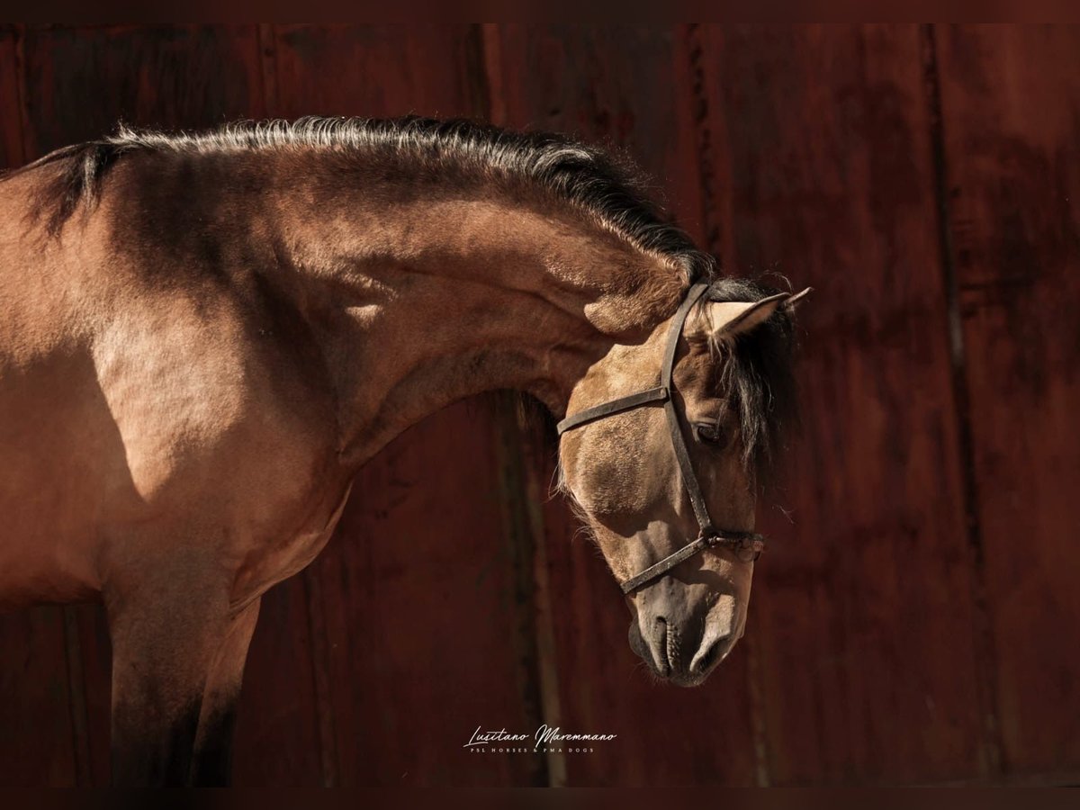 Lusitano Castrone 3 Anni 170 cm Pelle di daino in RIO MAIOR