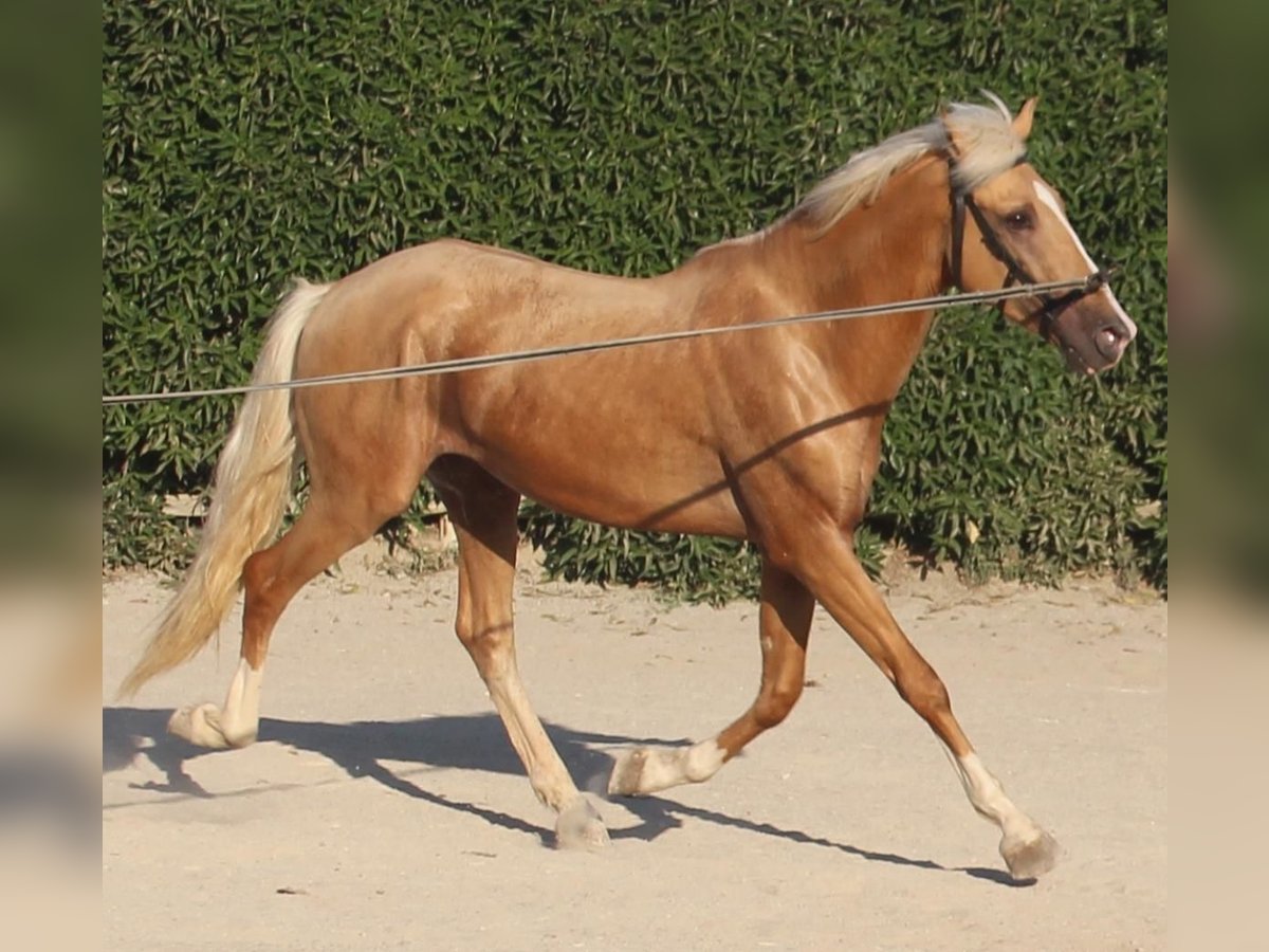 Lusitano Mix Castrone 3 Anni in Küssaberg