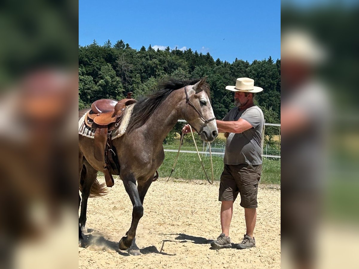 Lusitano Castrone 4 Anni 158 cm Roano rosso in Amlikon-Bissegg