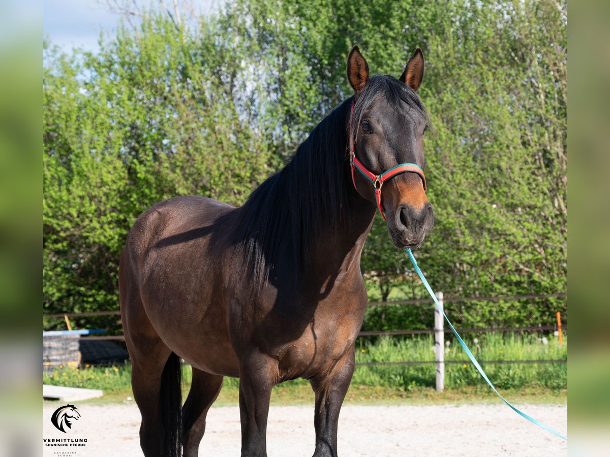 Lusitano Castrone 4 Anni 160 cm Baio scuro in Langenthal