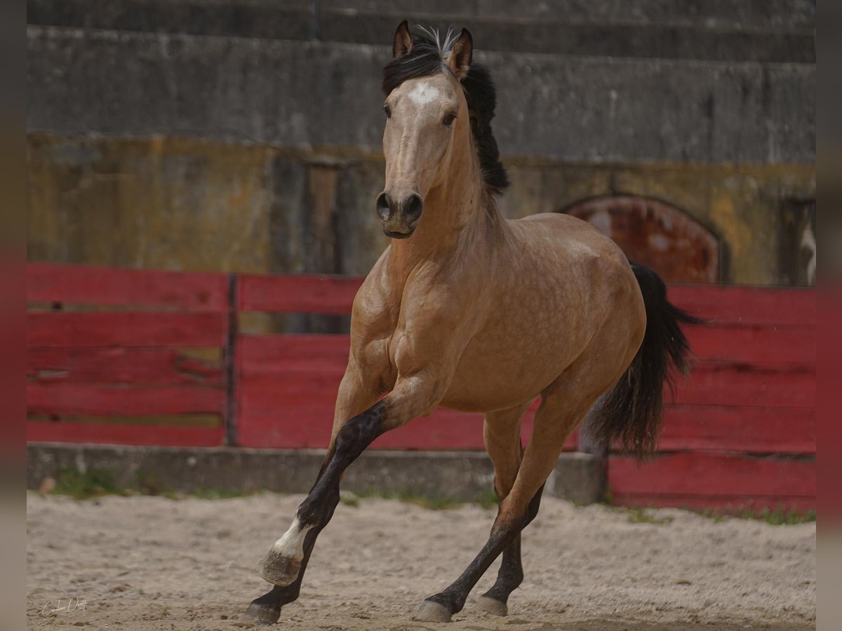 Lusitano Castrone 4 Anni 160 cm Pelle di daino in Rio Maior