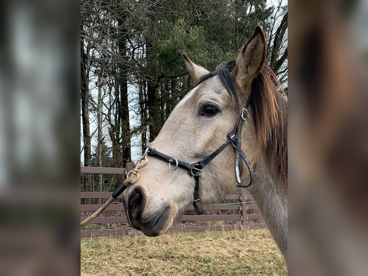 Lusitano Castrone 4 Anni 163 cm Pelle di daino in Dörth