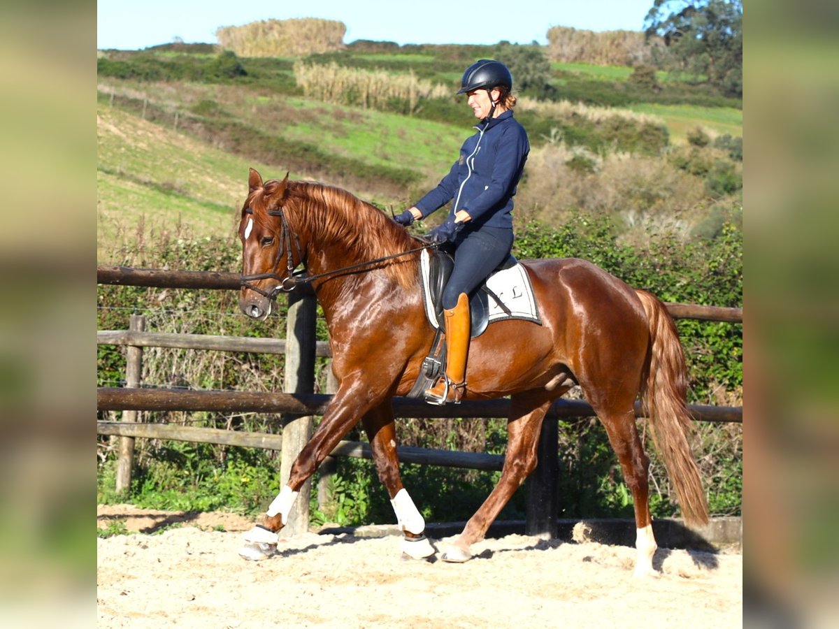 Lusitano Castrone 4 Anni 170 cm Sauro in Ribamar