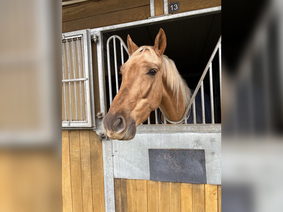 Lusitano Castrone 4 Anni 173 cm Palomino in Heilsbronn