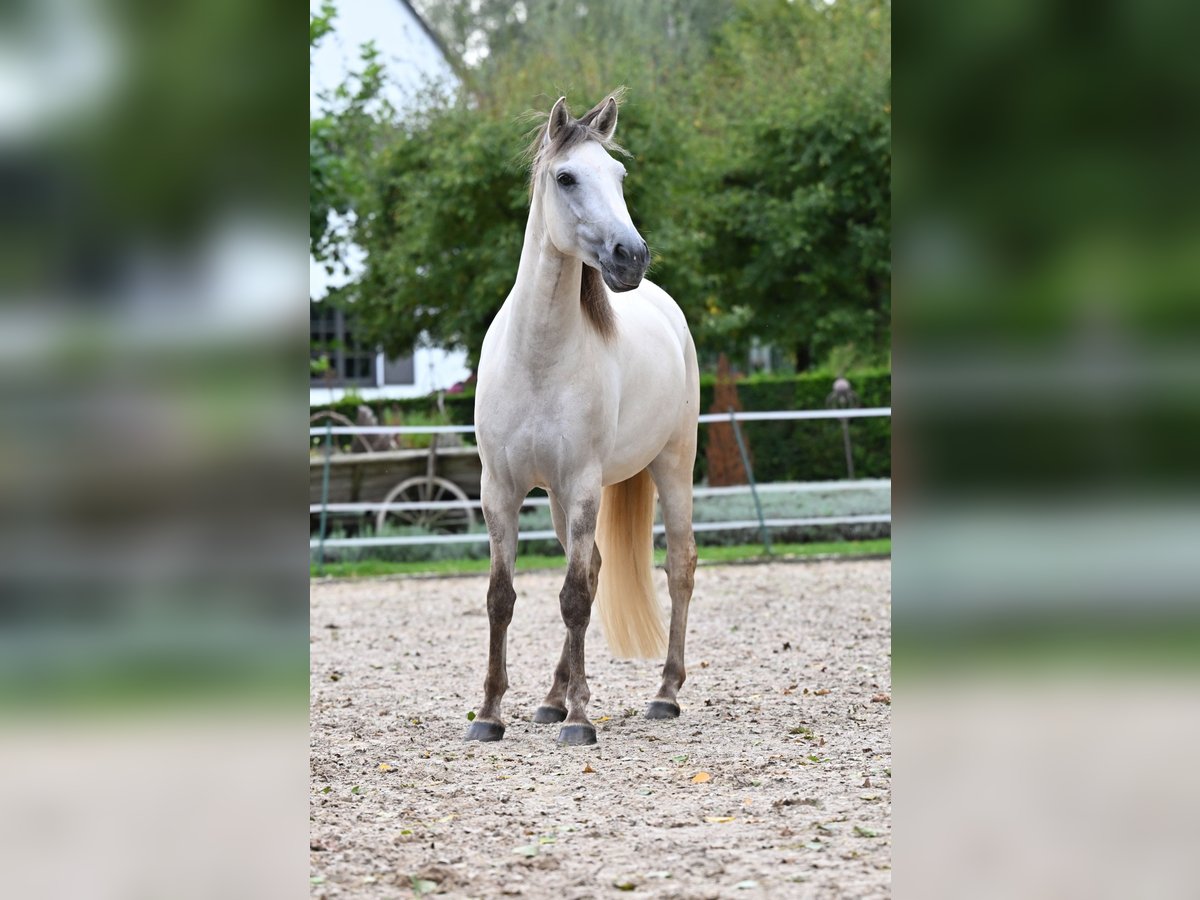 Lusitano Castrone 5 Anni 157 cm Grullo in Ehekirchen