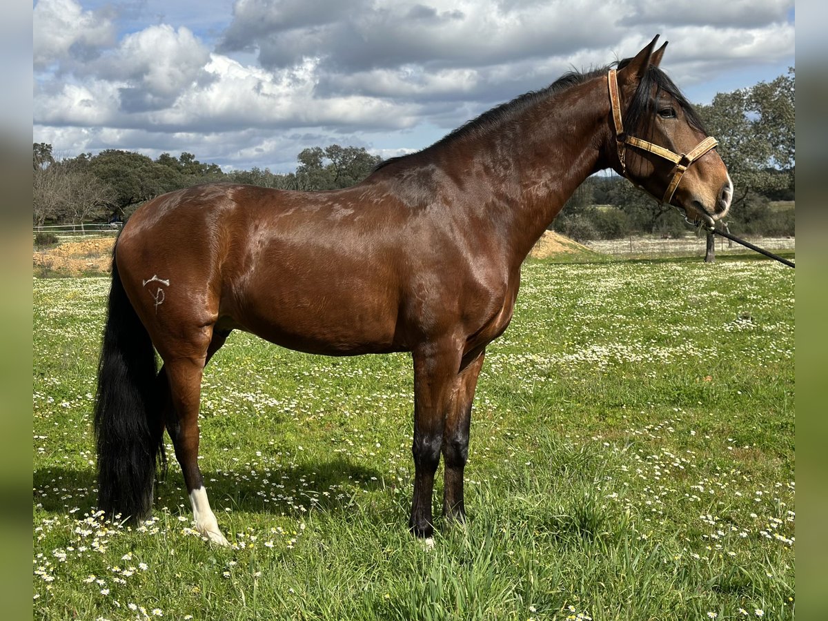 Lusitano Castrone 5 Anni 159 cm Baio scuro in Valdecaballerosa