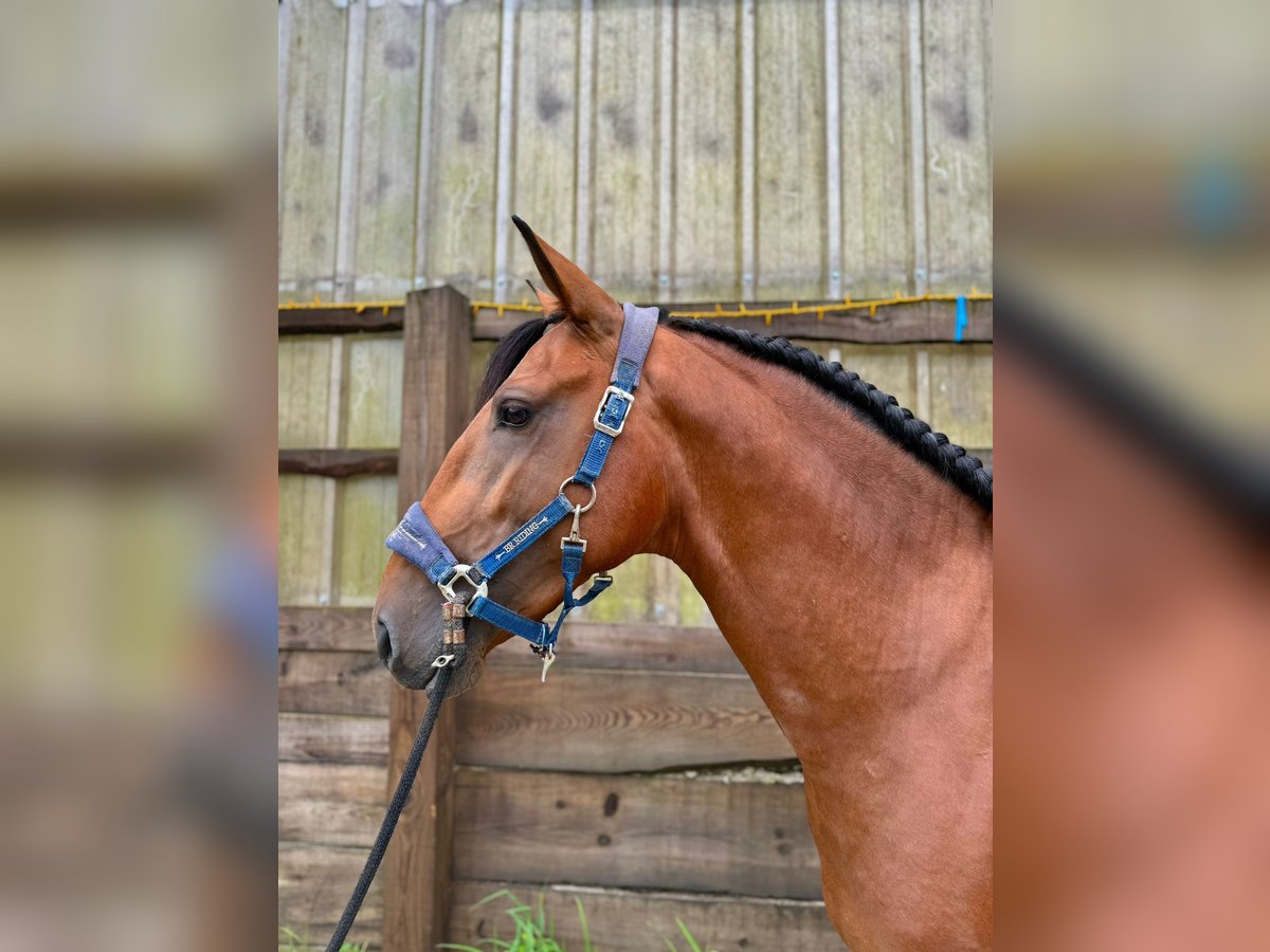 Lusitano Castrone 5 Anni 160 cm Baio ciliegia in Junqueira