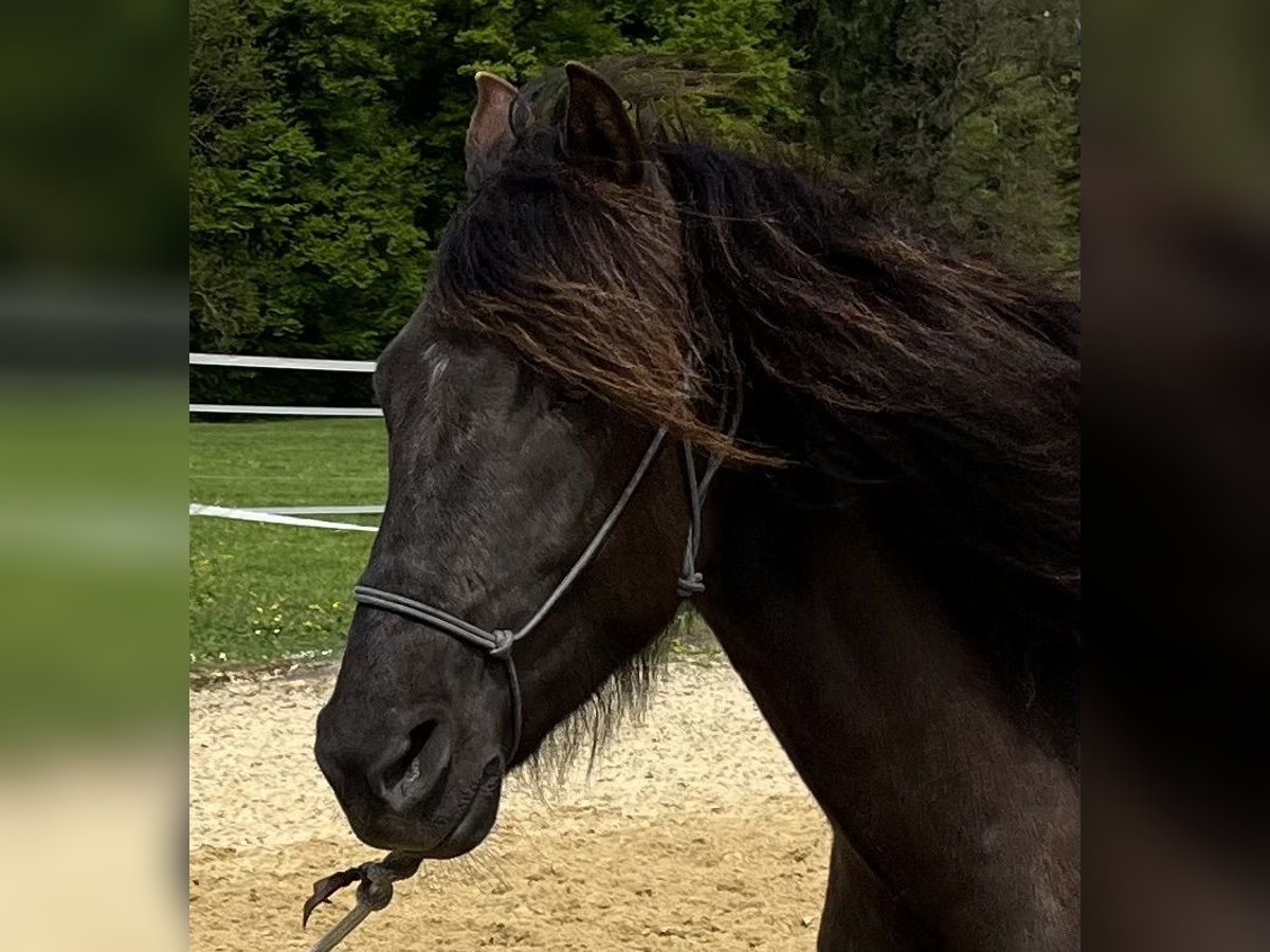 Lusitano Castrone 5 Anni 160 cm Baio nero in Amlikon-Bissegg