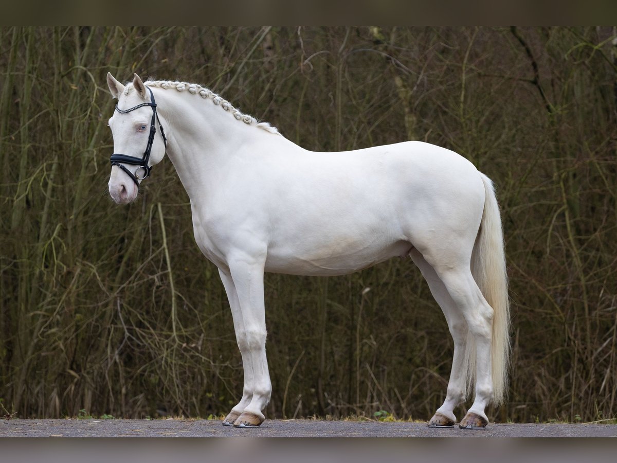 Lusitano Castrone 5 Anni 160 cm Cremello in Nieuwegein