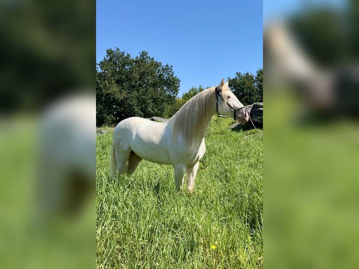 Lusitano Mix Castrone 5 Anni 160 cm Cremello in Silleda (Casco Urbano)