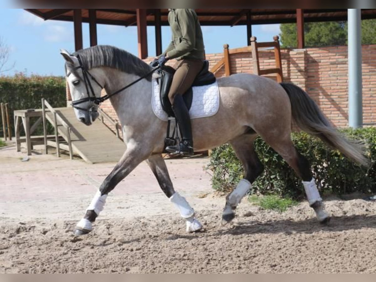 Lusitano Castrone 5 Anni 161 cm Grigio in Barcelona