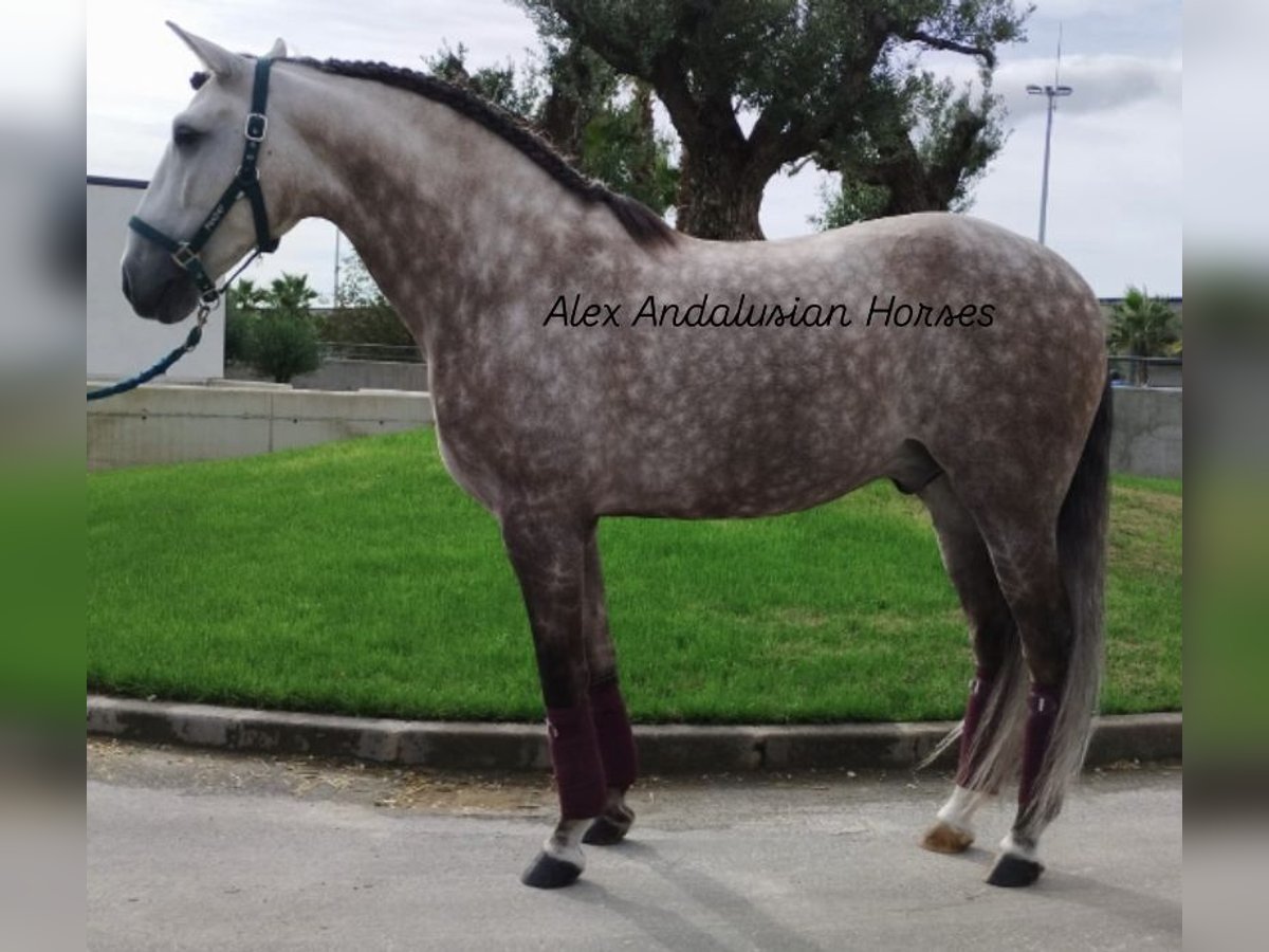 Lusitano Castrone 5 Anni 162 cm Grigio in Sevilla