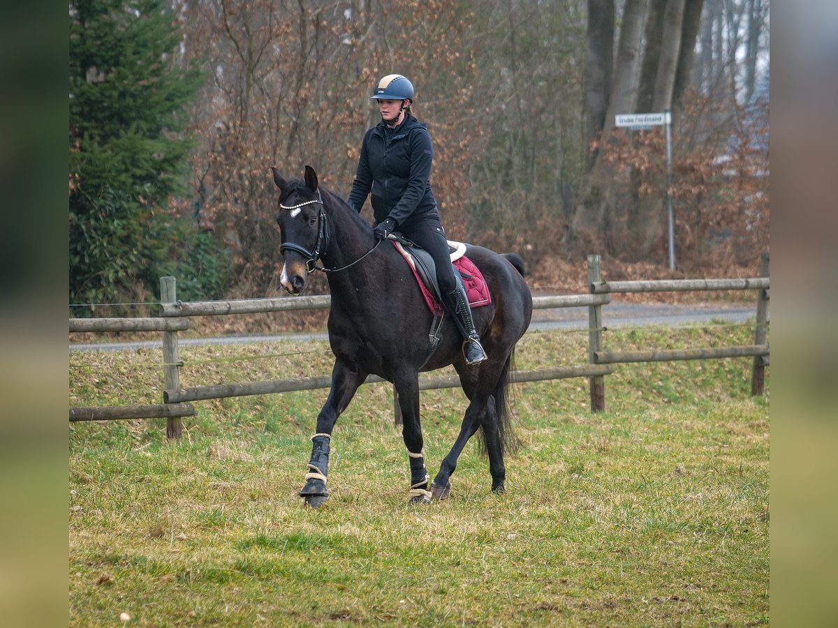 Lusitano Mix Castrone 5 Anni 163 cm Baio scuro in Neustadt (Wied)