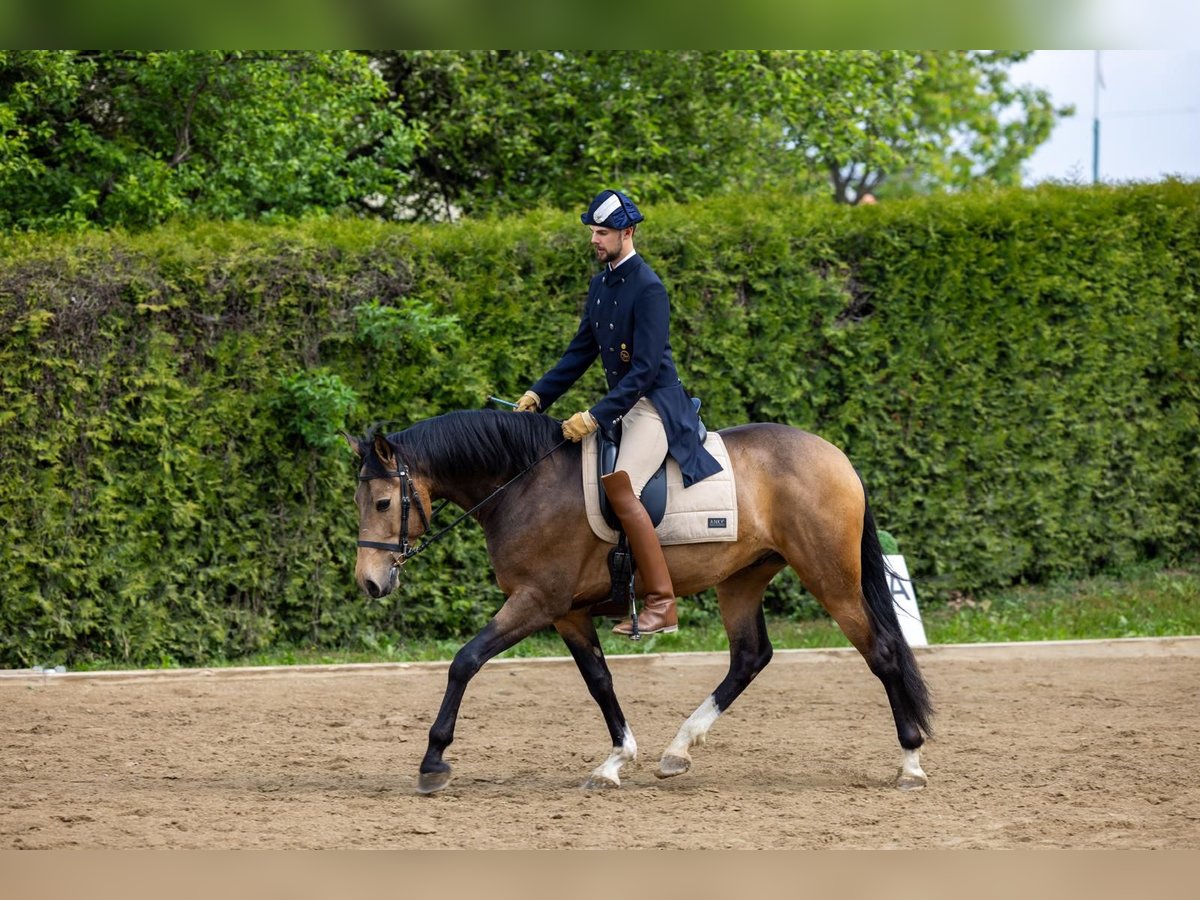 Lusitano Castrone 5 Anni 164 cm Pelle di daino in Gössendorf