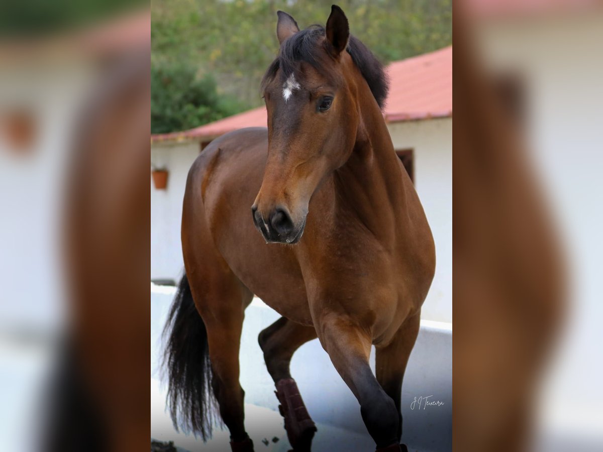 Lusitano Castrone 5 Anni 165 cm Baio in Rio Maior