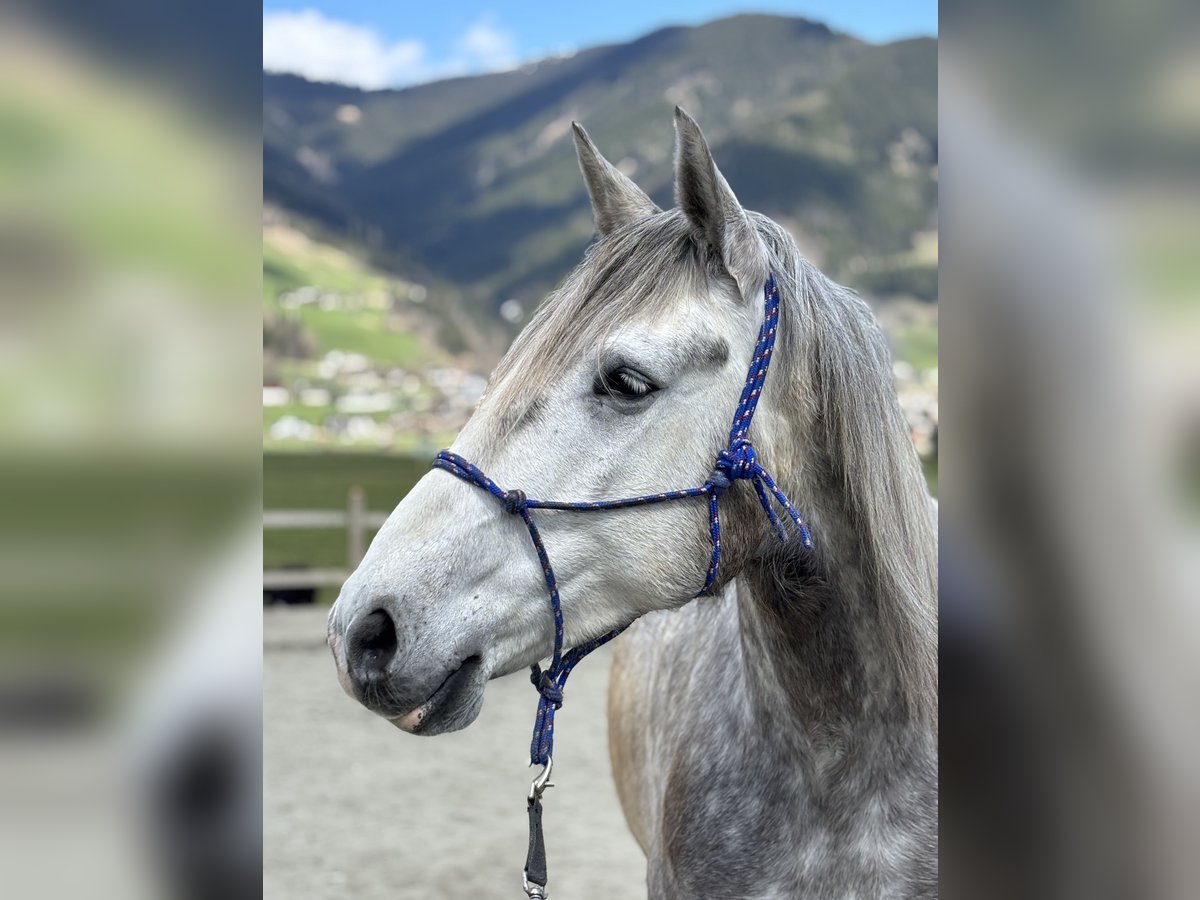Lusitano Castrone 5 Anni 165 cm Grigio pezzato in Piesendorf