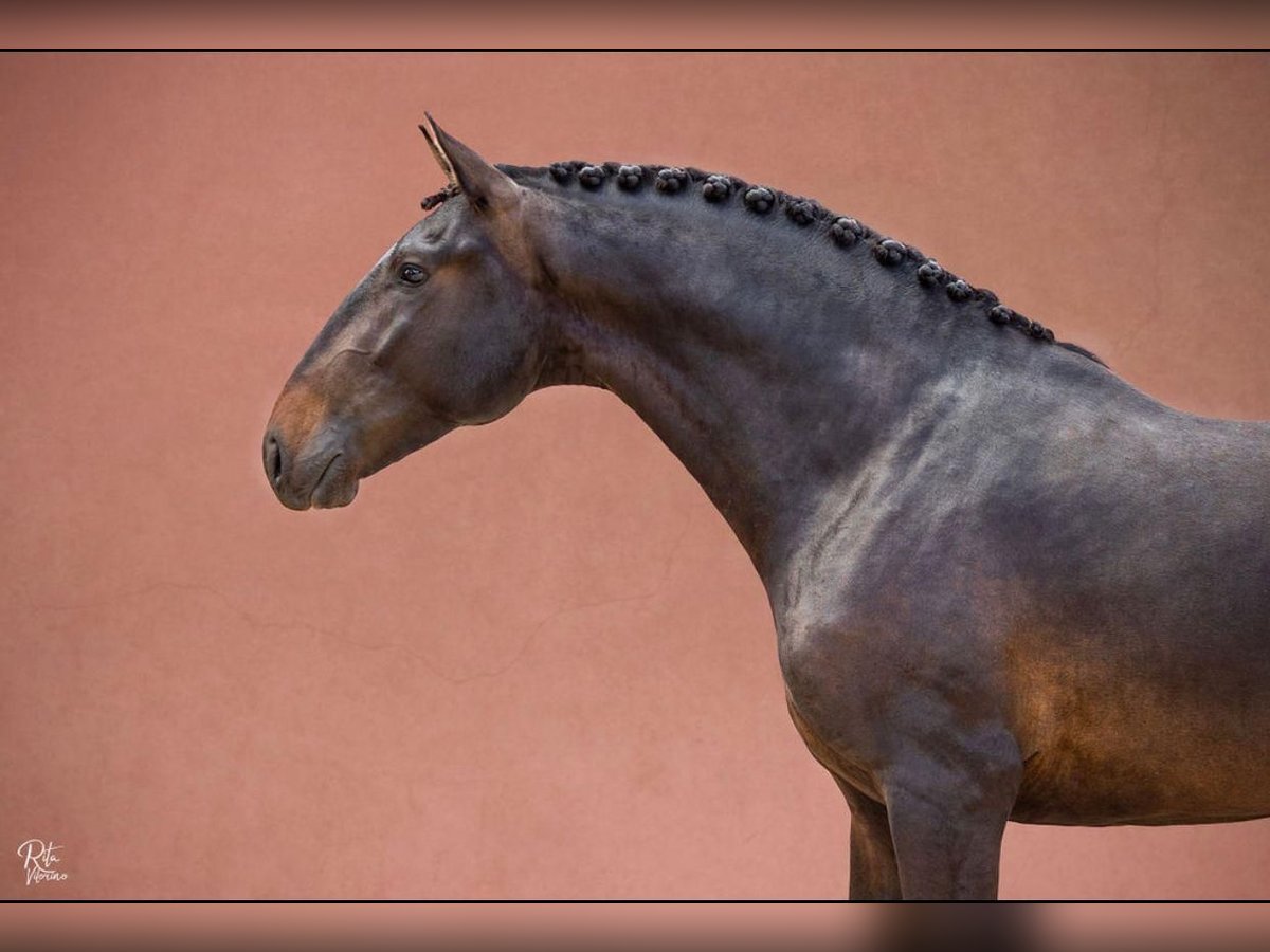 Lusitano Castrone 5 Anni 166 cm Baio scuro in Montijo