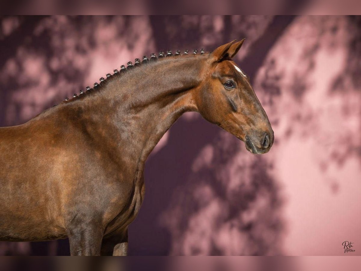 Lusitano Castrone 5 Anni 167 cm Sauro in Cascais