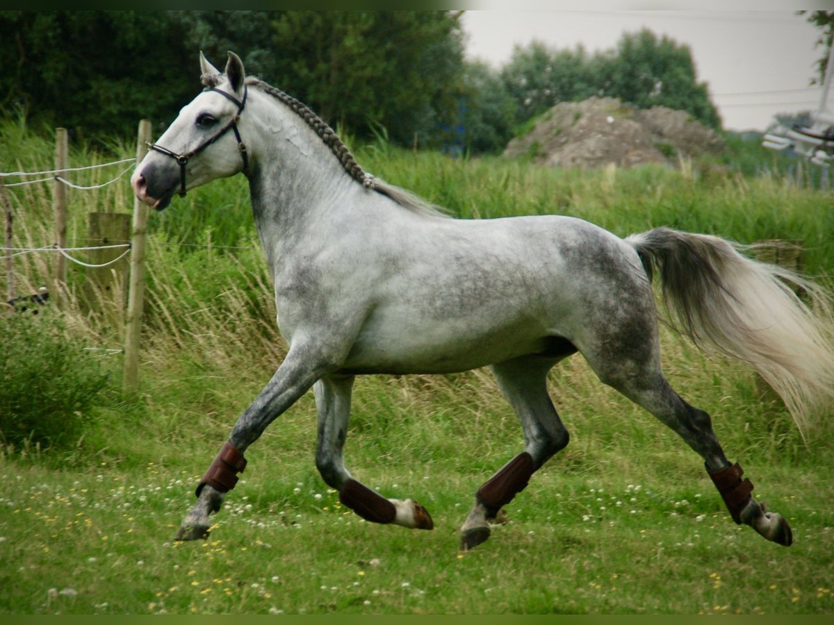 Lusitano Castrone 6 Anni 152 cm Leardo in Bredene