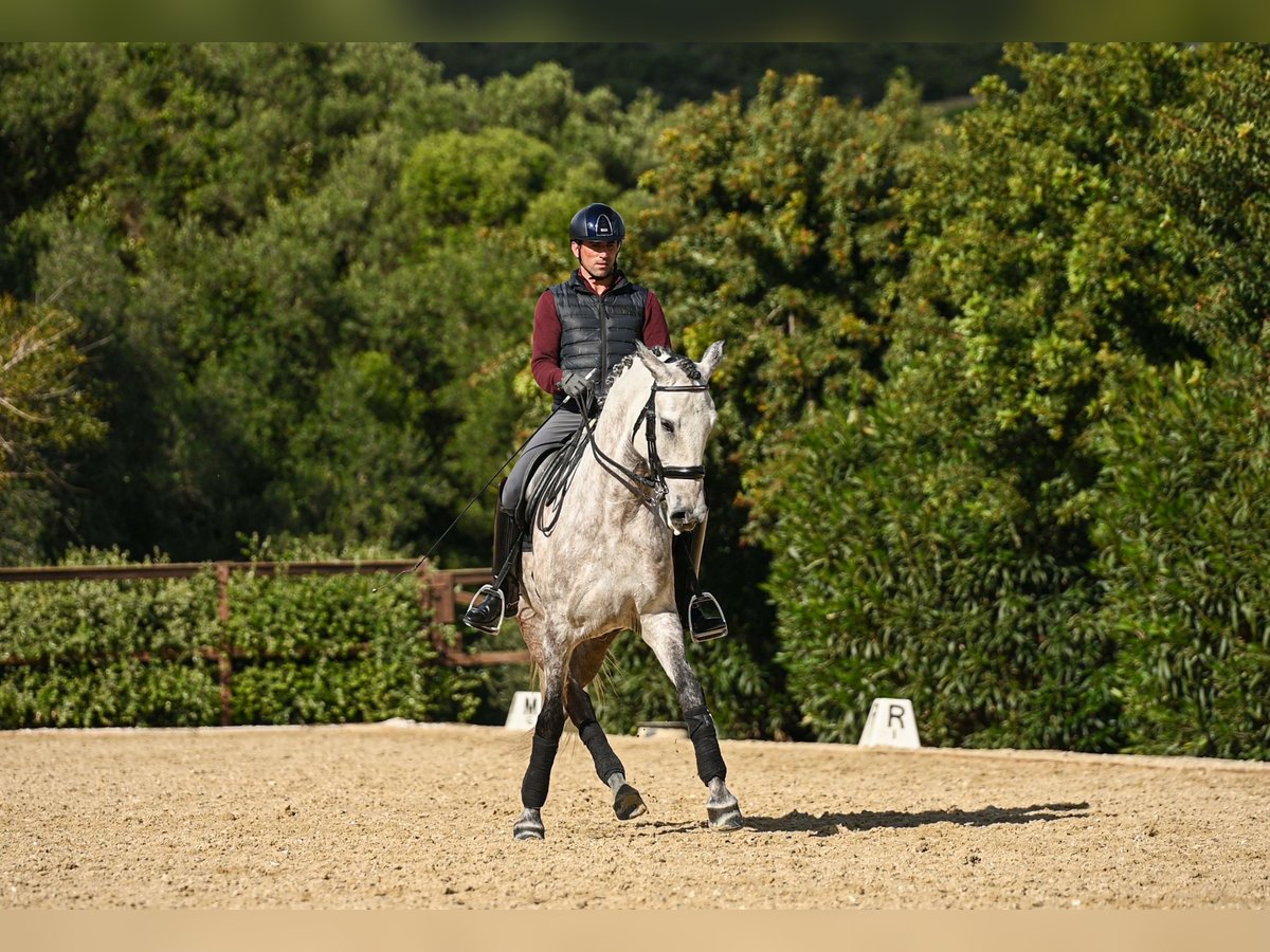 Lusitano Castrone 6 Anni 162 cm Grigio rossastro in Montecorto