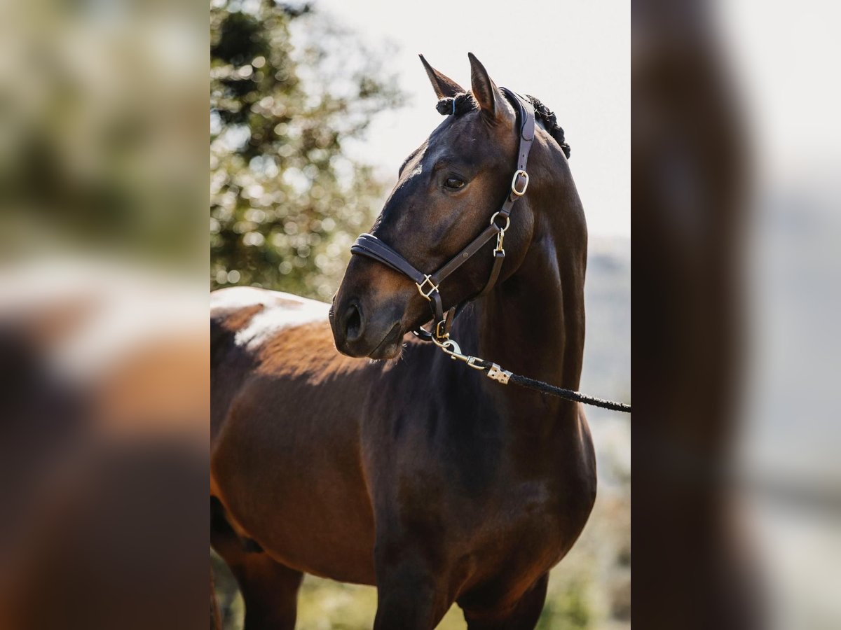 Lusitano Castrone 6 Anni 164 cm Baio scuro in Rio Maior