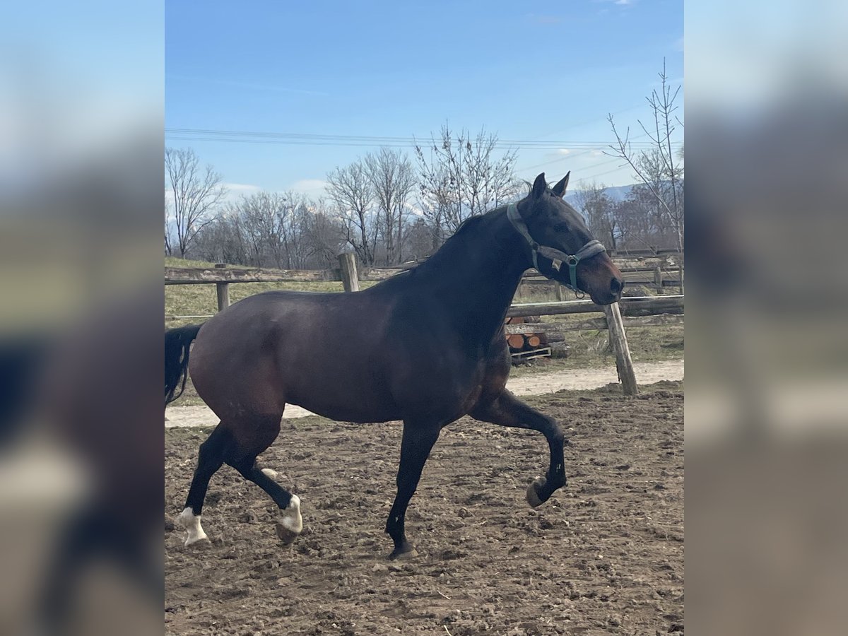 Lusitano Castrone 6 Anni 168 cm Baio in Gex