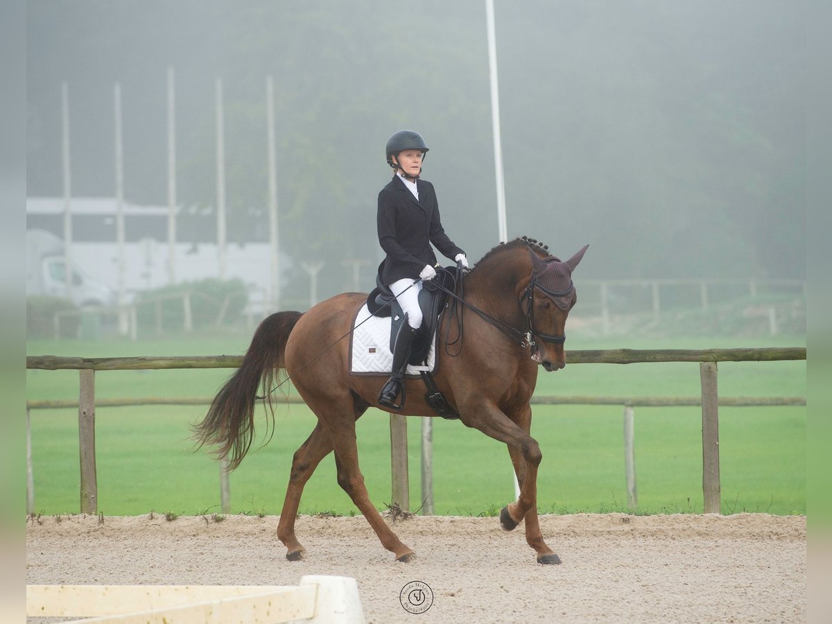 Lusitano Castrone 6 Anni 168 cm in Cascais