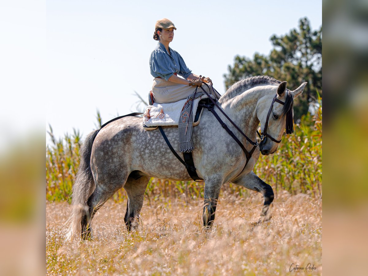 Lusitano Castrone 6 Anni 171 cm Grigio in Pinhal da Nazaré