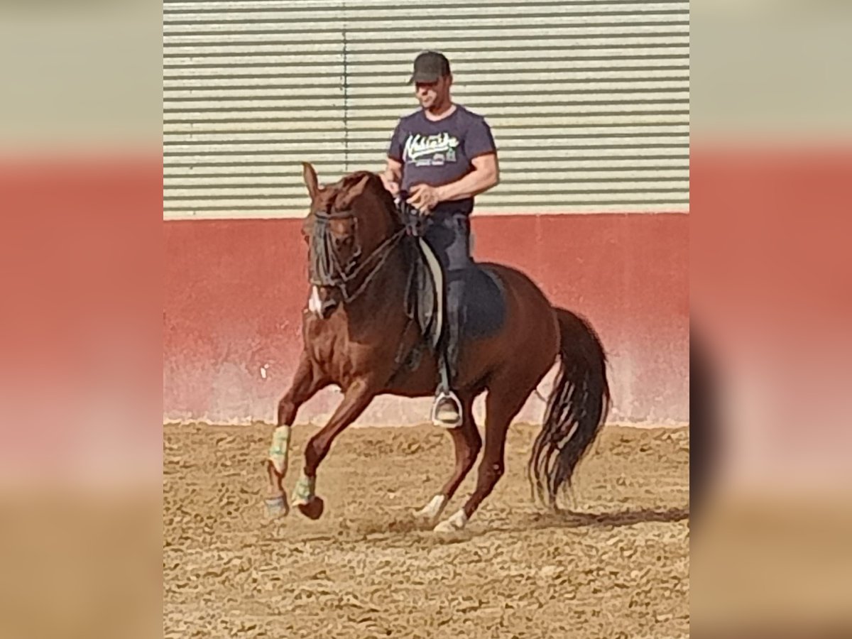 Lusitano Castrone 7 Anni 163 cm Sauro scuro in Molina De Segura