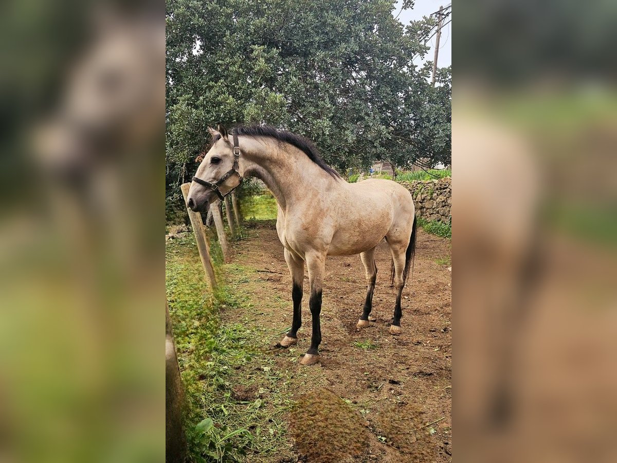 Lusitano Castrone 7 Anni 164 cm Pelle di daino in Faro