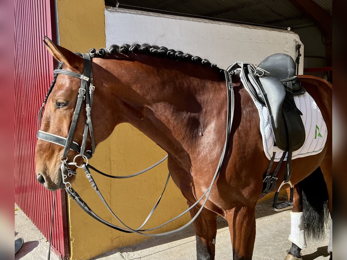 Lusitano Castrone 7 Anni 165 cm Baio ciliegia in Espirdo