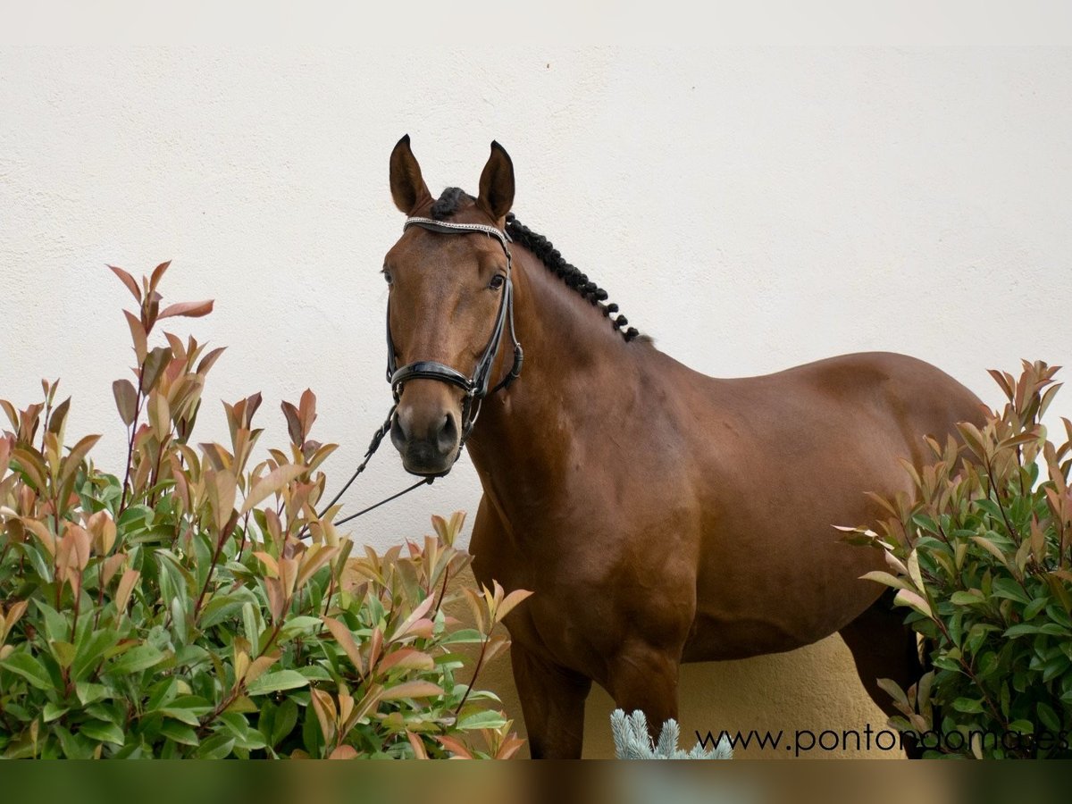 Lusitano Castrone 7 Anni 165 cm Baio ciliegia in Espirdo