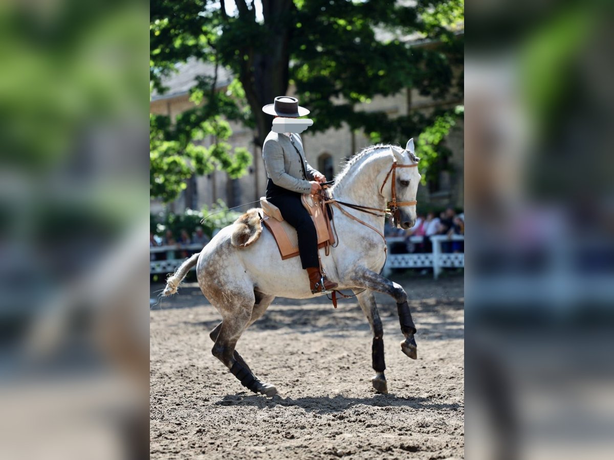 Lusitano Castrone 7 Anni 165 cm Grigio pezzato in Kobylinek