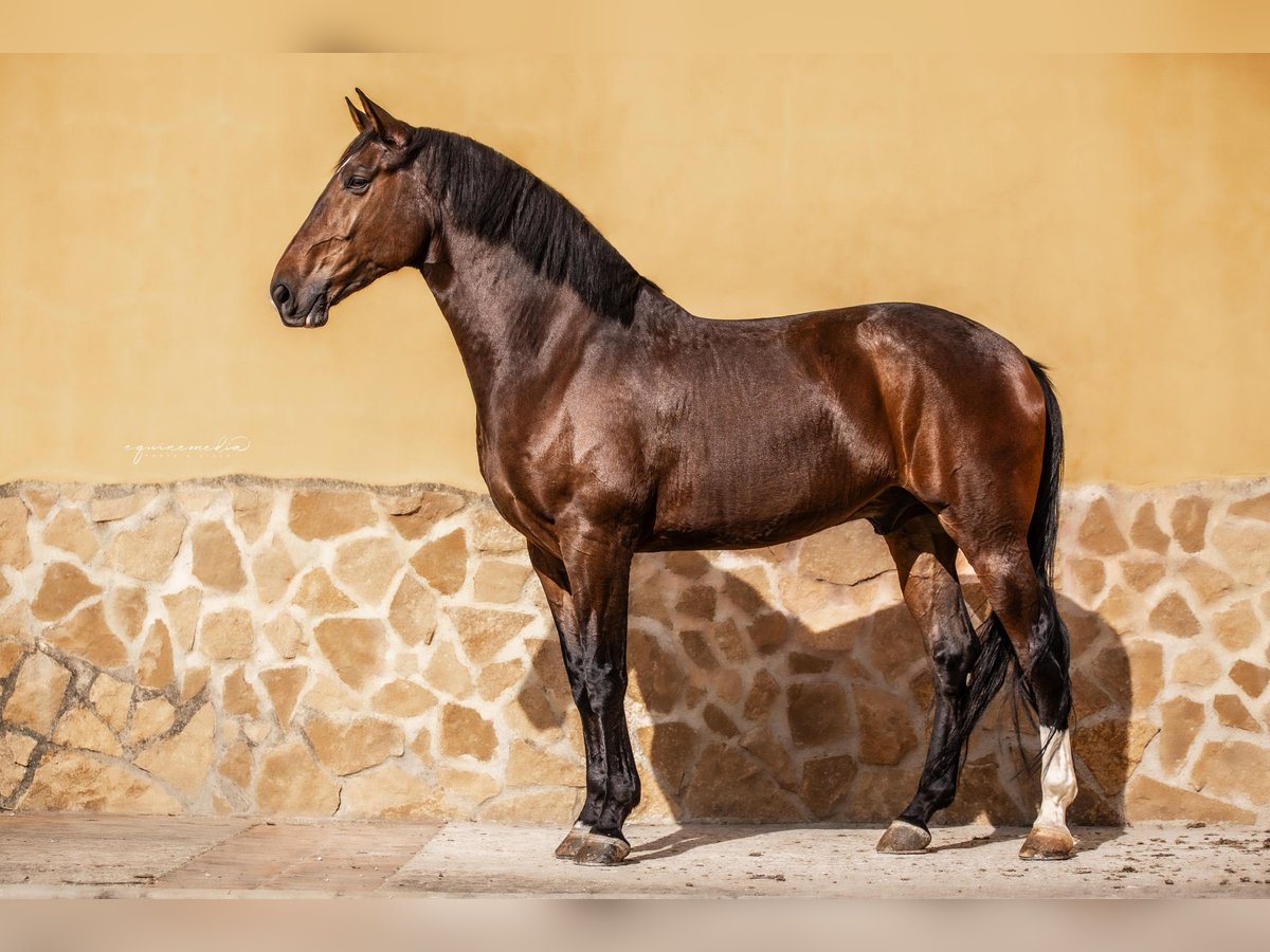 Lusitano Castrone 7 Anni 169 cm Baio scuro in Martfeld