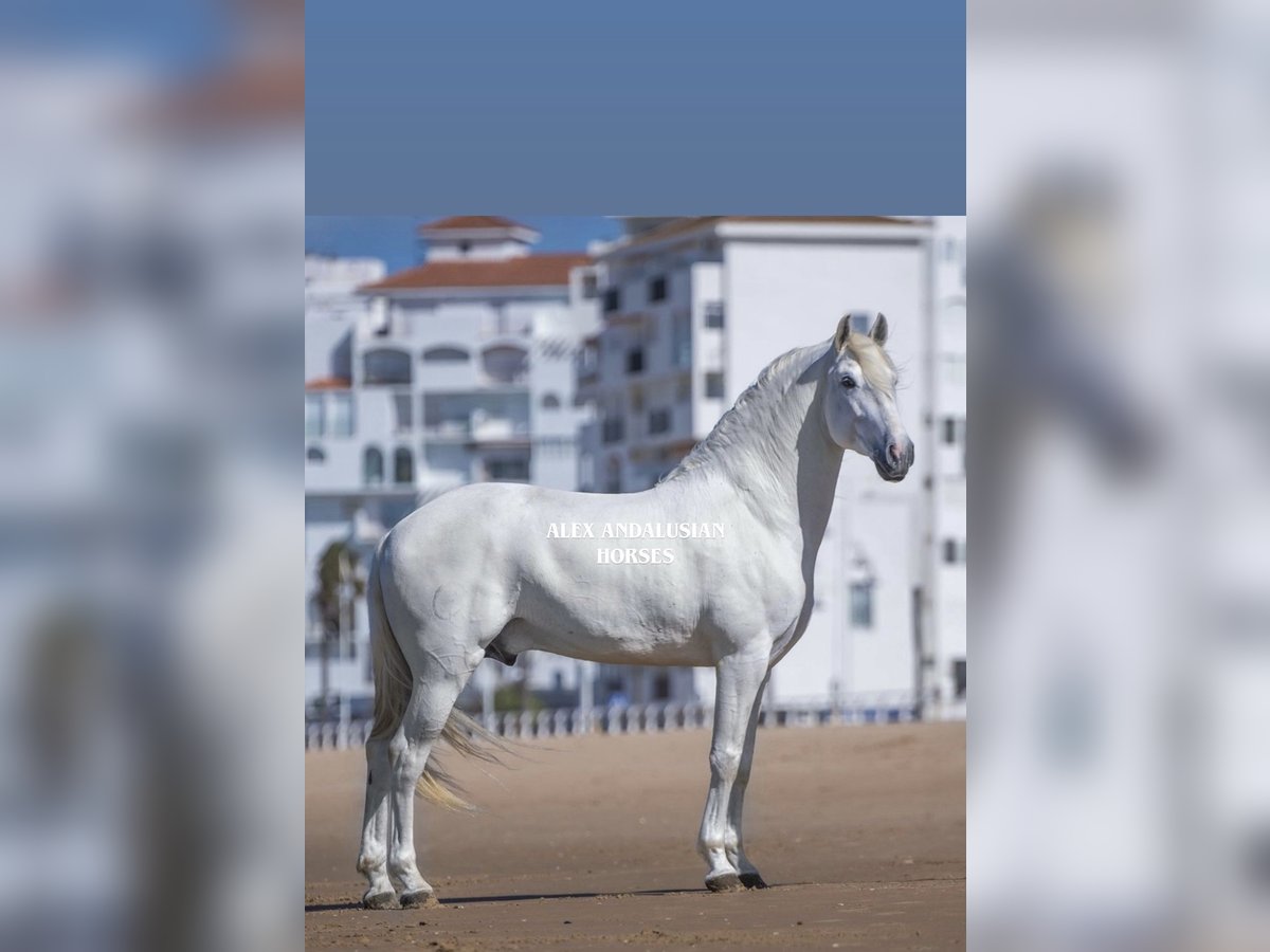 Lusitano Castrone 7 Anni 170 cm Bianco in Sevilla